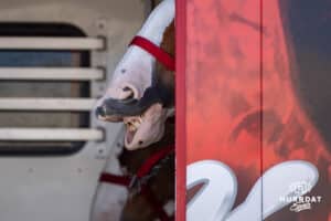 A Budweiser Clydesdale is waiting in the trailer for the game day activities before the Nebraska v Michigan State football game on Saturday, October 4, 2025, in Lincoln, Nebraska. Photo by John S. Peterson.