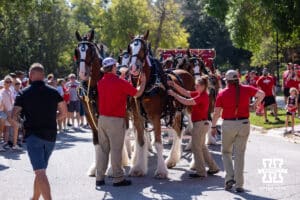 Budweiser employees get a clydesdale ready for the parade around East Stadium before Nebraska takes on Michigan State during a college football game on Saturday, October 4, 2025, in Lincoln, Nebraska. Photo by John S. Peterson.