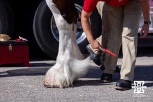 Budweiser employees get a clydesdale ready for the parade around East Stadium before Nebraska takes on Michigan State during a college football game on Saturday, October 4, 2025, in Lincoln, Nebraska. Photo by John S. Peterson.