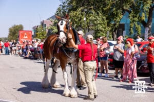 Budweiser employees get a clydesdale ready for the parade around East Stadium before Nebraska takes on Michigan State during a college football game on Saturday, October 4, 2025, in Lincoln, Nebraska. Photo by John S. Peterson.