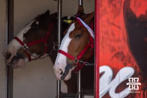 A Budweiser Clydesdale waiting in the trailer for the game day actives before the Nebraska v Michigan State football game on Saturday, October 4, 2025, in Lincoln, Nebraska. Photo by John S. Peterson.