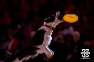 A Fly Dog makes a catch in the halftime break during a college basketball game on Monday, Feb. 16, 2026, in Lincoln, Nebraska. Photo by John S. Peterson.