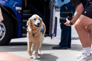 North Carolina Tar Heel Remington the dog arrives at the stadium to take on the Oklahoma Sooners during game three of the Finals of the College World Series baseball tournament on Monday, June 22, 2026, in Omaha, Neb. Photo by John S. Peterson.