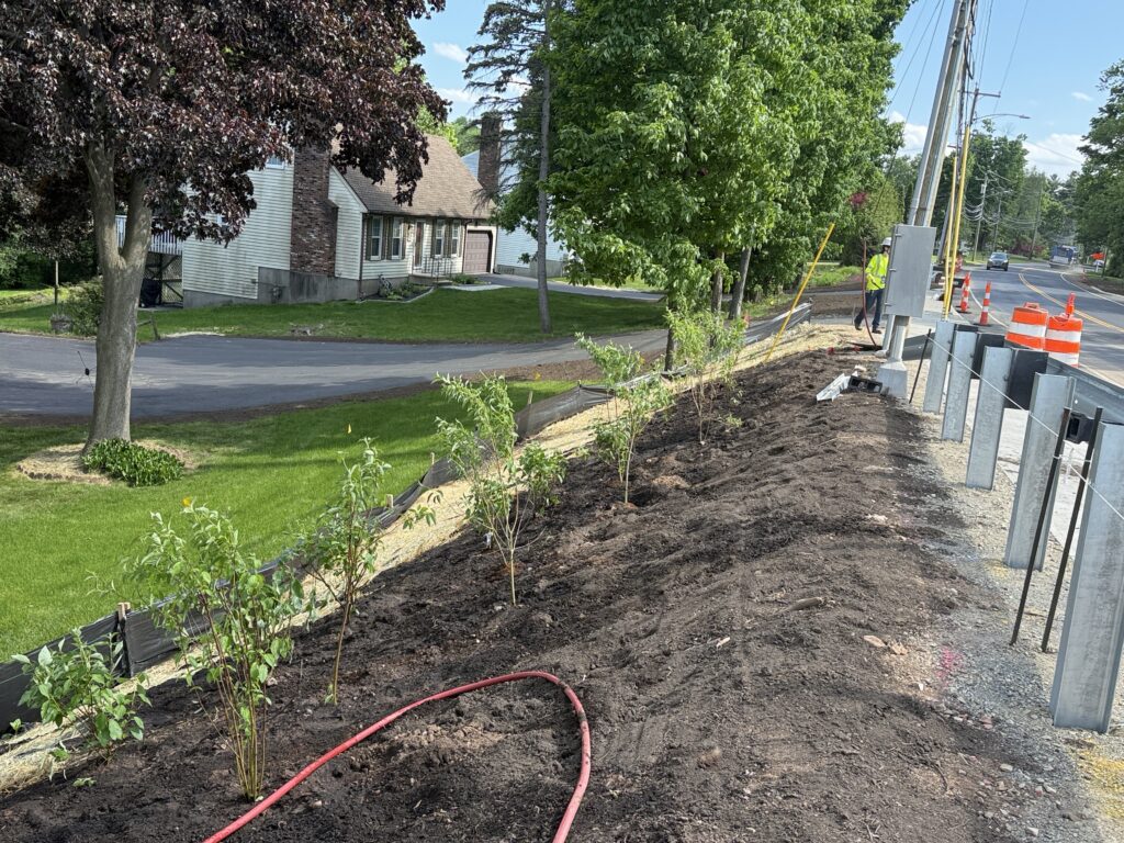Plantings for Paddock Avenue Bridge completion