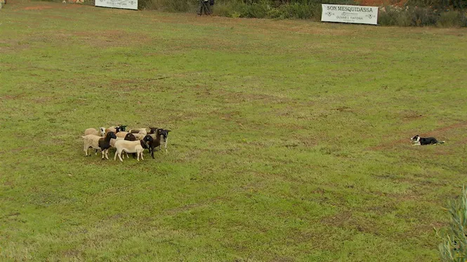 CONCURS CANS PASTORS 2025