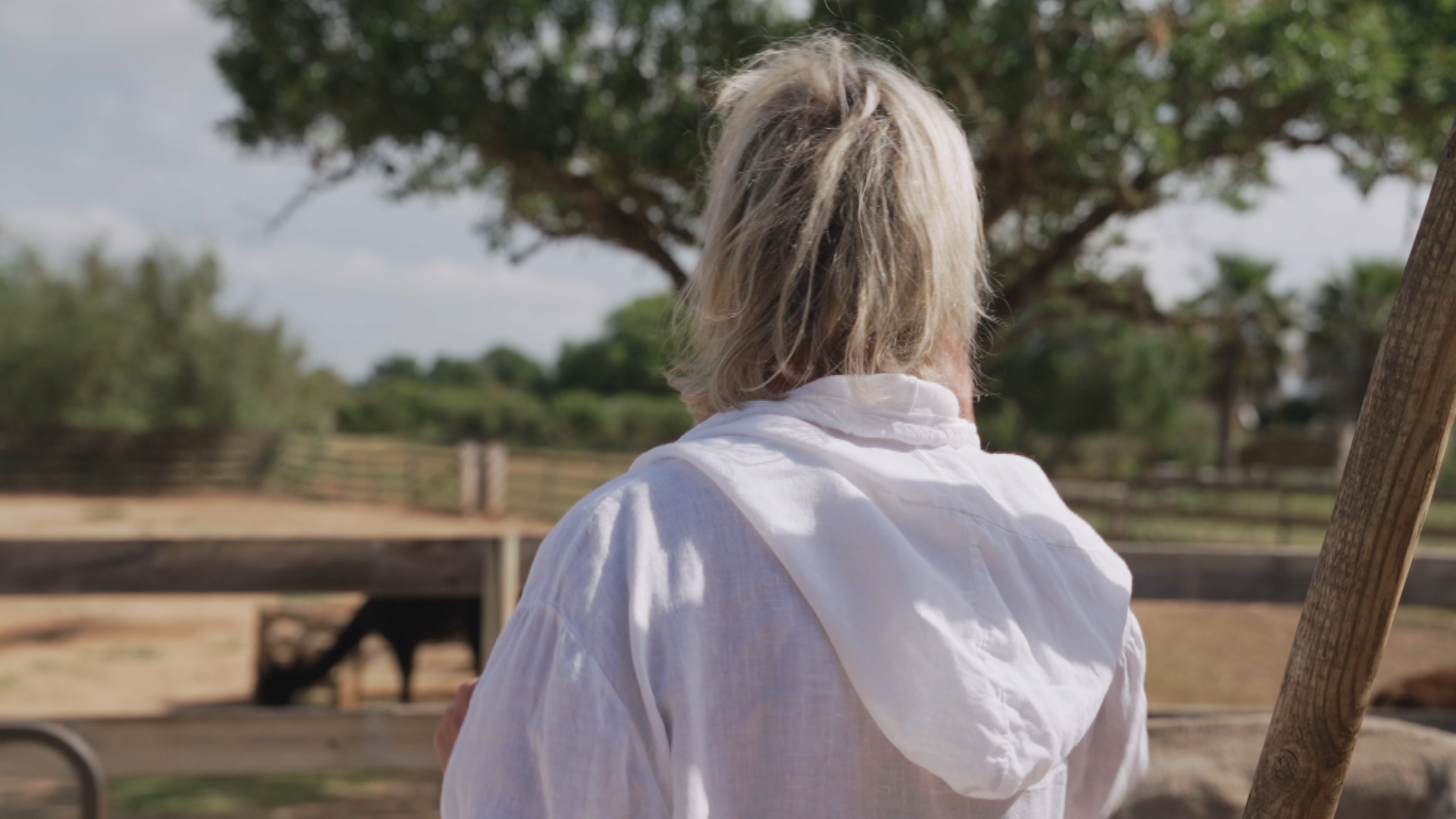 IB3
