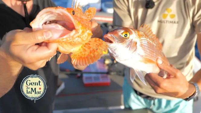 Pesca de fons a la badia de Pollença, aquari natural a Sant Antoni, arribada de la barca Punta des Vent i fideuà damunt del Falcao Uno