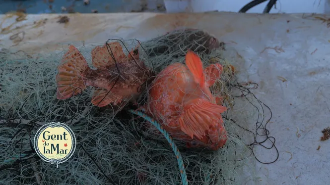 Tresmall a Cala Figuera, coca de molls i sortida per Banyalbufar