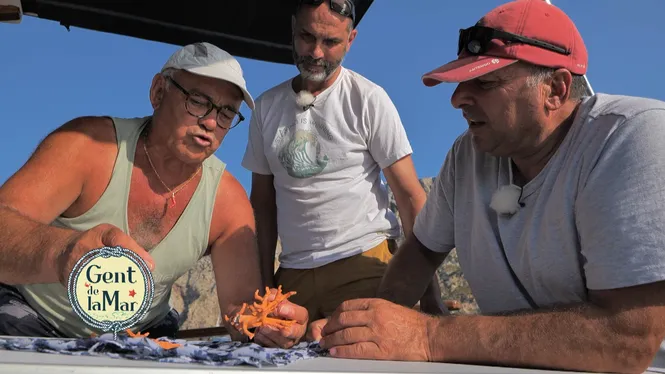 L'ofici de coraler, pesca de fons a Portocolom , gall amb ceba i trobada de pesca de calamars