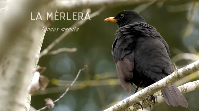 LA MÈRLERA Turdus merula