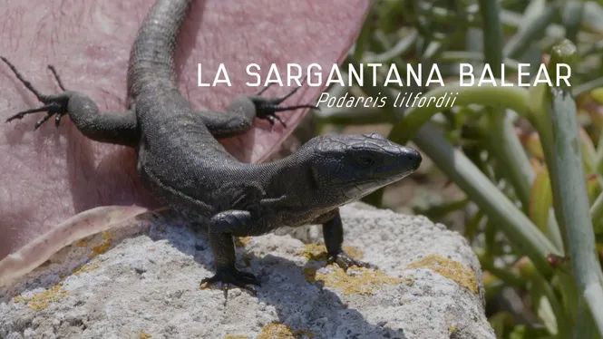 LA SARGANTANA