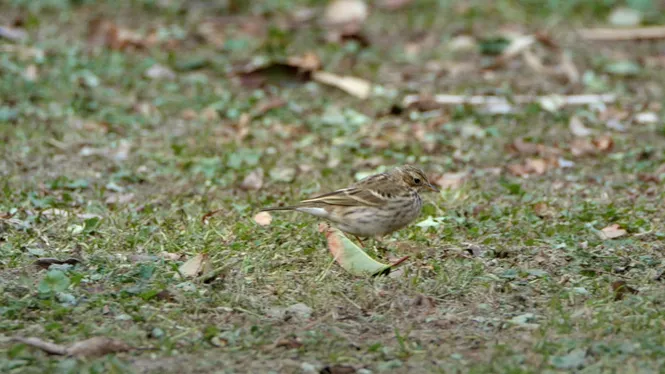 EL VITRAC SAXICOLA RUBICOLA