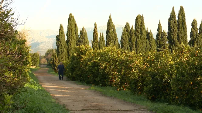 JORNADA ENTRE CÍTRICS A PALMA, LA CRIA DEL PORC NEGRE, MANESCALS I LES CASES DE SON SERRA DE MARINA, SEMBRAREM FONOLL I CUINAREM ROTLLETS VIETNAMITES