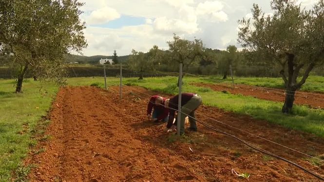 VISITAREM CAN RIC D'EIVISSA, FORMATJAREM A ES COLLET DE MANACOR, CONEIXEREM USOS I PROPIETATS DE LES PLANTES SILVESTRES I CUINAREM UN ESTOFAT DE POLTRE