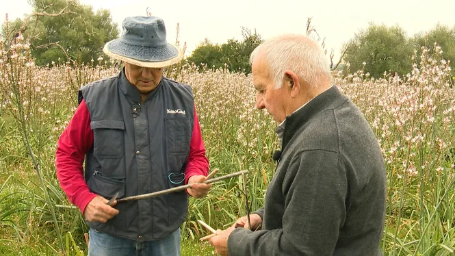SAVIESA FORAVILERA DE LA VILA, PORCS I OVELLES DE VISTALEGRE NOU I COCA DE CEBA, SOBRASSADA I ROMANÍ.