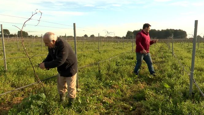PODAREM VINYA A ST. MARIA, VISITAREM LA COVA DE SON OLIVER A CAMPOS I CUINAREM GALTES DE PORC NEGRE.