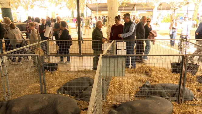 UN ANY MÉS SEREM A LA FIRA DE LES FIRES 
