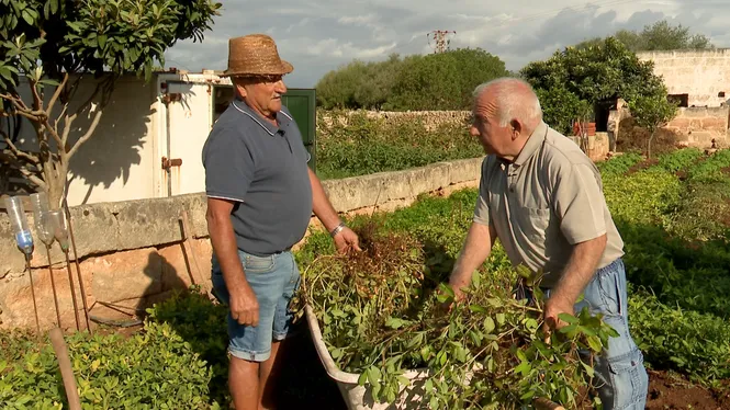 VISITAREM UNS AMICS DE SANT CLIMENT, VEUREM UN HORT EXÒTIC A SA CABANETA, TROTAREM AMB UNA FUTURA CAMPIONA I FAREM BUNYOLS