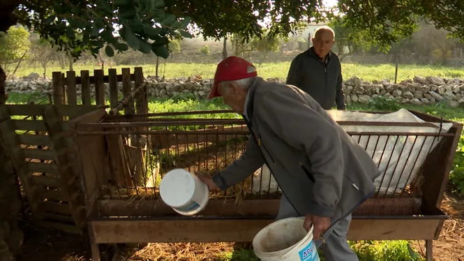 FOGUERÓ, TORRADA I XIMBOMBADA A ALCÚDIA, REDESCOBRIREM UN OFICI OBLIDAT A POLLENÇA I POSAREM A PUNT EL TERNAL DEL PI DE SANT ANTONI, ENTRENAMENT UN CA DE BESTIAR I CUINAREM ARRÒS DE MATANCES A CAPDEPERA