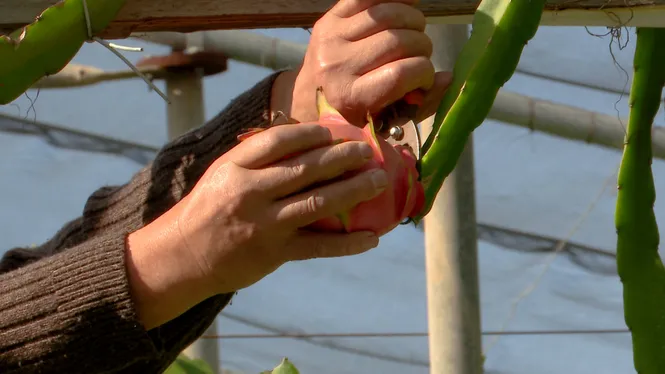 CONEIXEREM DE BEN A PROP LA PITAIA A SANT LLUÍS, FAREM UNA BONA PODA A UN OLIVAR DE SÓLLER I CUINAREM UN ARRÒS MELÓS DE RELLOM IBÈRIC