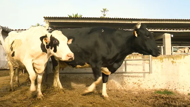 VISITAREM UNA VAQUERIA FAMILIAR A PORRERES, CONEIXEREM EL PROJECTE DE BANC DE TERRES A EIVISSA I CUINAREM LLENGUA AMB ESPÀRRECS A BINISSALEM