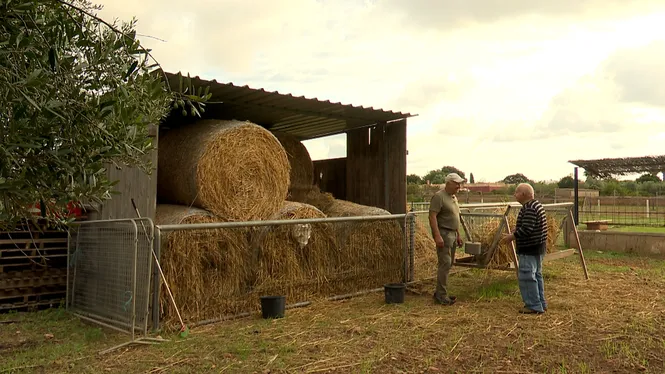 SEMBRAREM HORTALISSES D'HIVERN AL PLA DE NA TESA, COLLIREM PEBRES I ALBERGÍNIES A EIVISSA, ASSECAREM CACAUETS