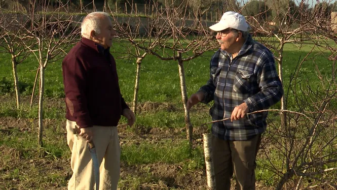 FAREM EMPELTS A MONTUÏRI, EXSECALLAREM UN OLIVAR A SÓLLER I CUINAREM UNA GREIXERA D'OUS A FELANITX.