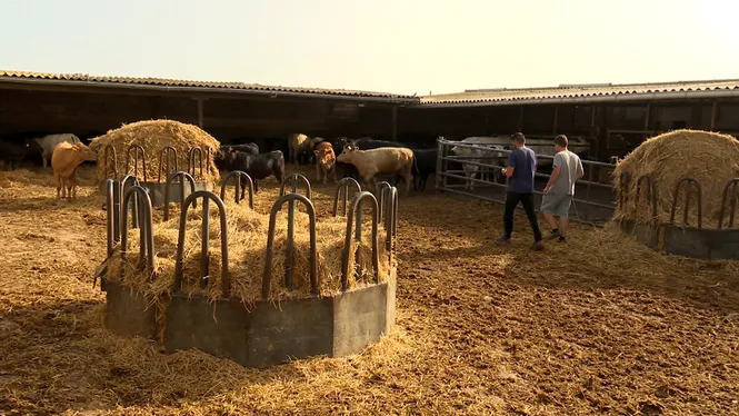 Visitarem una granja de vaques, porcs i mens a Son Ferriol, feinejarem entre pomes i prunes a Porreres
