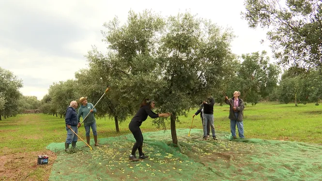 COLLIREM OLIVES EN FAMÍLIA A PORTO CRISTO, CONEIXEREM LA INNOVACIÓ TECNOLÒGICA D'UNA VAQUERIA