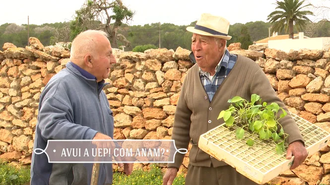 TRASLLAT DE VAQUES A LA FINCA DE GALATZÓ, PLANTACIÓ ECOLÒGICA D'ARBRES FRUITERS A SANTA EULÀRIA, TRAUREM MEL A SÓLLER I MENJAREM CANELONS D'ANY NOU A MARRATXÍ
