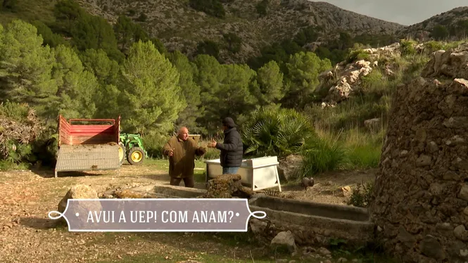 TRASLLAT DE VAQUES A LA FINCA DE GALATZÓ, VEUREM UNA PLANTACIÓ ECOLÒGICA D'ARBRES FRUITERS A SANTA EULÀRIA, TRAUREM MEL A SÓLLER I MENJAREM CANELONS D'ANY NOU A MARRATXÍ