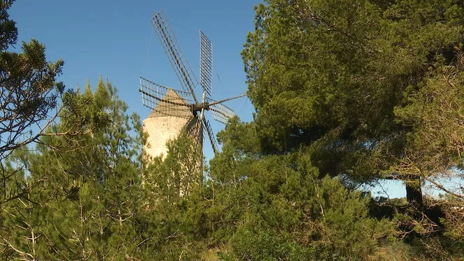 MOLINS I MOLINERS DE FORMENTERA, FEINES A UNA VINYA D'ALCÚDIA, INFUSIONS AMB PLANTES DE TEMPORADA I CAVALL POLICIA JUBILATS.
