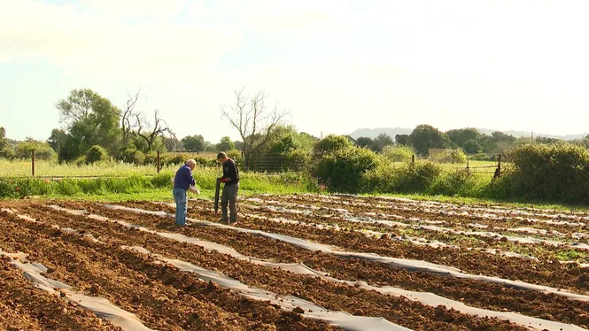 FAREM HORT D'ESTIU AMB UN PAGÈS ECOLÒGIC D'ARTÀ, VISITAREM ES CABANELLS DE PETRA, FAREM FEINES FORESTALS PER EIVISSA I CUINAREM OUS A LA LLAUNA A CALVIÀ.