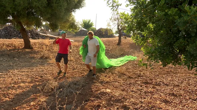 COLLIREM GARROVES A MANACOR, PREPARAREM LA FIRA DEL MELÓ DE VILAFRANCA I VEUREM L'HORTET D'UNA MADONA BEN XALESTA DE MONTUÏRI