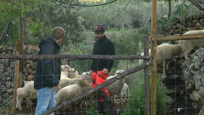 COLLIREM TARONGES AMB UN MATRIMONI D'ARIANY, FAREM FEINES DE MUNTANYA A ESPORLES I TASTAREM LES SOPES MALLORQUINES.