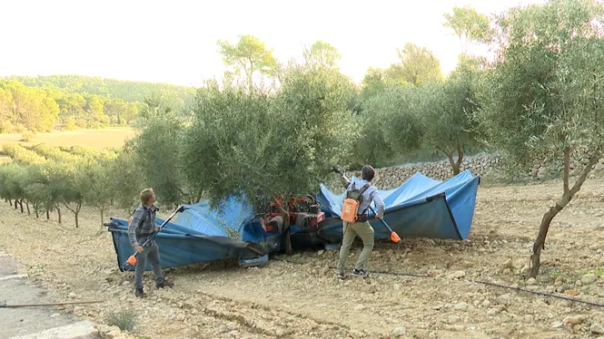 SEMBRAREM FAVÓ AMB UN PAGÈS DE 94 ANYS, COLLIREM OLIVES I FAREM OLI A ALGAIDA, A SANTA MARIA POSAREM LLANA ALS FRUITERS JOVES
