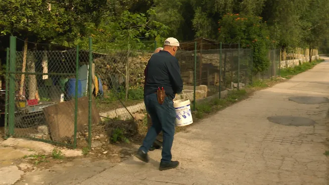 COLLIREM CÍTRICS A SÓLLER, MUNTAREM UN BOU MALLORQUÍ A VILAFRANCA I CUINAREM CANELONS D’ANNERA A ALARÓ