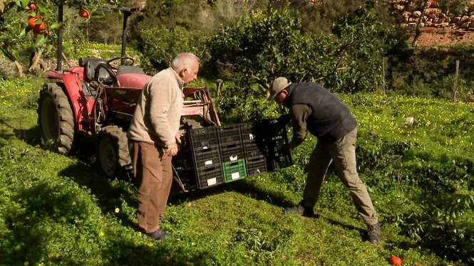 COLLIREM TARONGES A SANT JOSEP D'EIVISSA, PODAREM VINYA A LES FALDES DE SANT SALVADOR D'ARTÀ I CUINAREM UNA BONA COCA DE SOBRASSADA A MARRATX