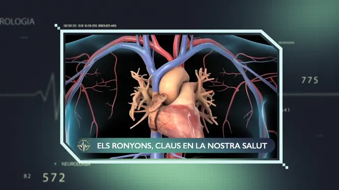 EL RONYÓ, UN ÒRGAN BÀSIC A LA NOSTRA SALUT  