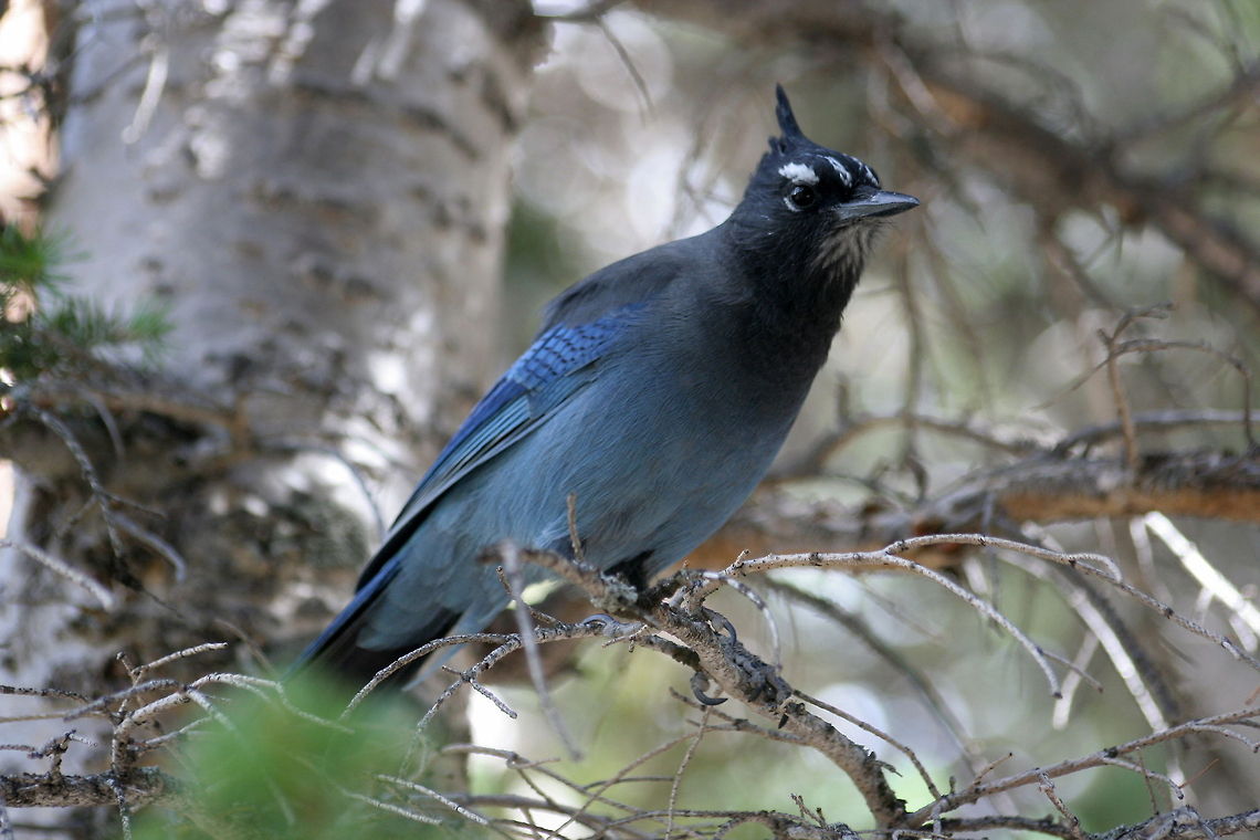 Blue mountain bird This blue bird was spotted in a pine tree alongside bear lake in Rocky Mountain National Park Birds,Cyanocitta stelleri,National Park,North America,Rocky Mountains,Stellers Jay,United States
