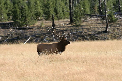 Bull elk in high grass This bull elk with big antlers was spotted in a high grass plain in Yellowstone National Park Antlers,Cervus canadensis,Deer,Elk,Grass,National park,North America,United States,Yellowstone National Park