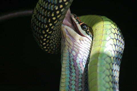 Tree snake eating a mouse This tree snake was eating a mouse when I spotted it Asia,Borneo,Chrysopelea paradisi,Mouse,Paradise Flying Snake,Serpentes,Snakes,Tree snake