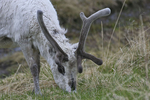 Reindeer closeup This closeup of a reindeer was shot just below the North Cape, Norway Closeup,Europe,Mammals,North Cape,Norway,Rangifer tarandus,Reindeer