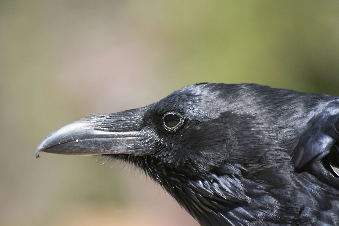 Raven closeup This raven was photographed in Bryce Canyon National Park Bryce Canyon,Common Raven,Corvus corax,National park,North America,Raven,United States,closeup
