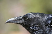 Raven closeup This raven was photographed in Bryce Canyon National Park Bryce Canyon,Common Raven,Corvus corax,National park,North America,Raven,United States,closeup