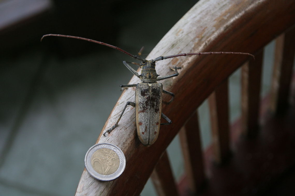 Big Bug I found this bug in Bali, sitting on the garden furniture. For size comparison, I put a 2 euro coin next to the bug :) Asia,Bali,Batocera tigris,Bugs,Geotagged,Indonesia