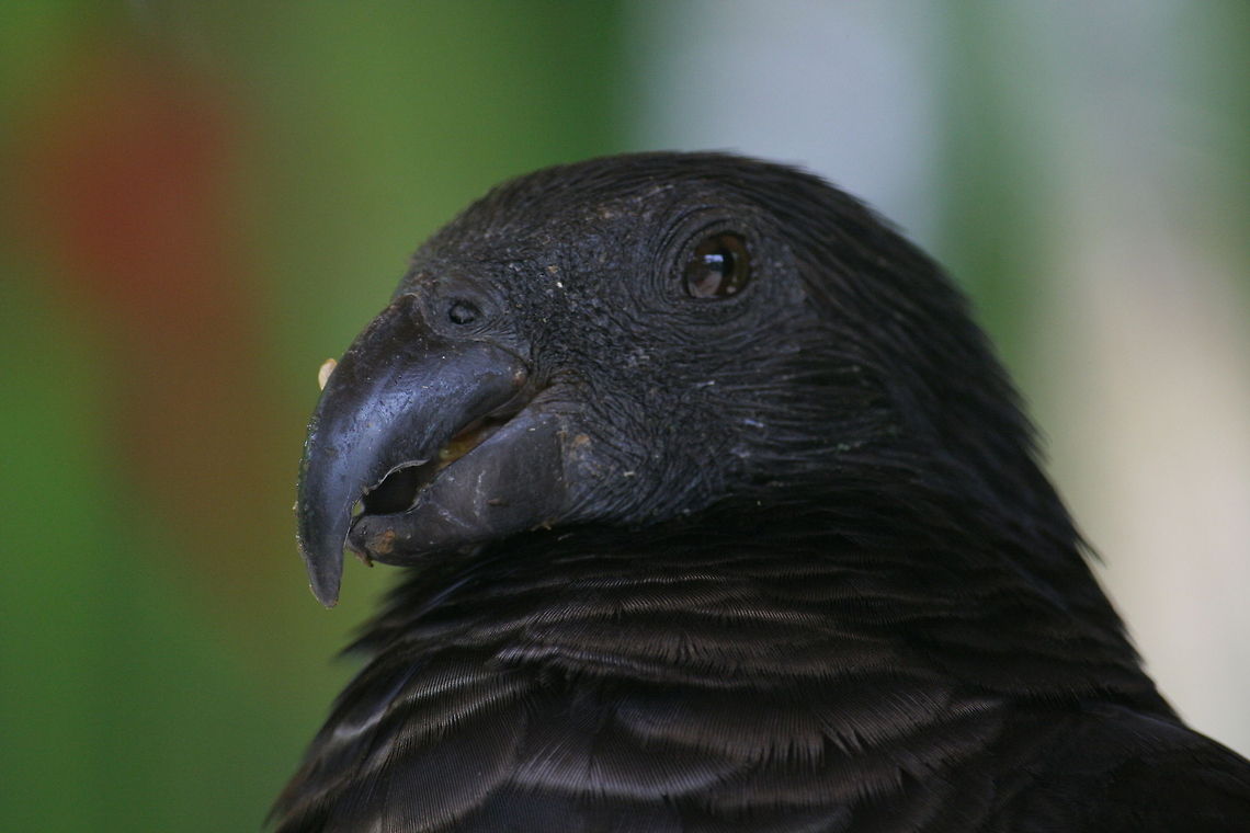 Black Parrot I have spotted this bird in a bird sanctuary at Bali. Don&#039;t know which species it is. Asia,Bali,Birds,Geotagged,Indonesia,Pesquets Parrot,Psittrichas fulgidus