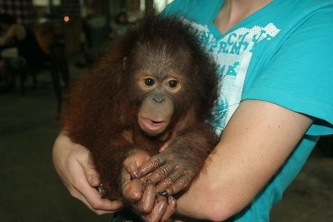 Orang Utan Baby This is me holding a baby Orang Utan. This baby was being raised by the staff of an elephant ride organization. Asia,Baby,Bali,Bornean orangutan,Geotagged,Indonesia,Pongo pygmaeus