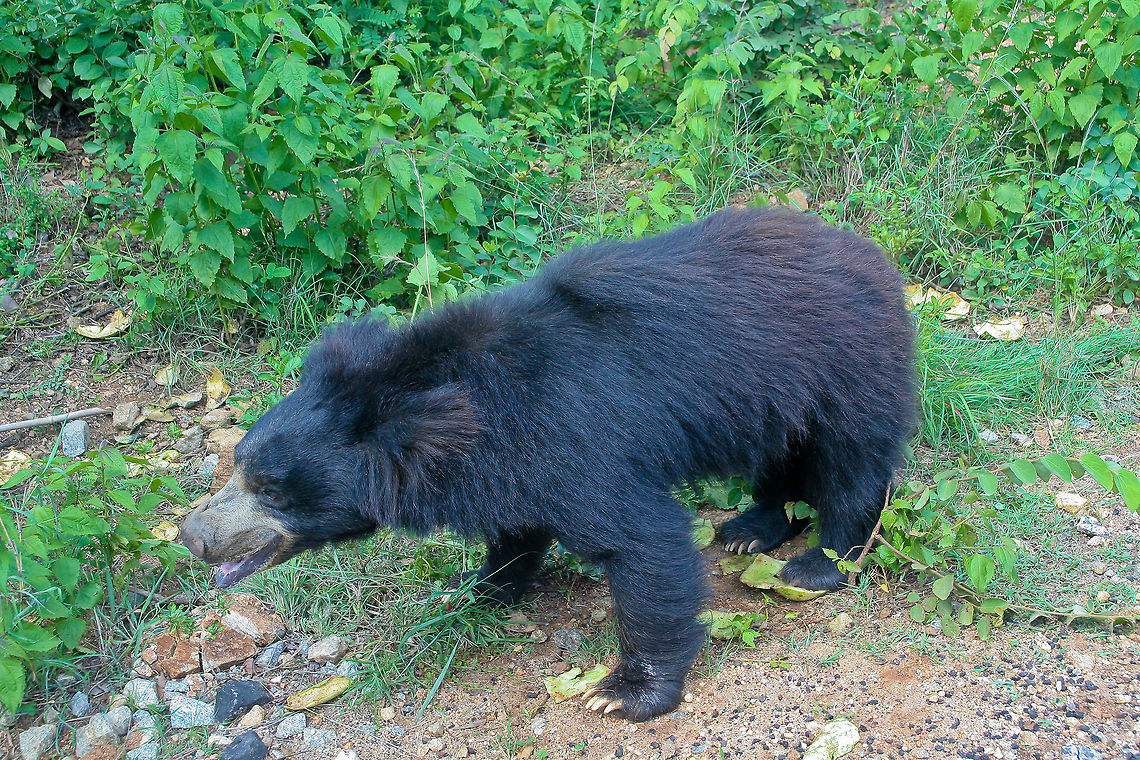 Indian black bear This Indian black bear was photographed during a wildlife safari at Bannerghatta National Park, south of Bangalore, India  Asian black bear,Bangalore,Bannerghatta,Black Bear,India,Indian Black Bear,Mammals,Ursus thibetanus