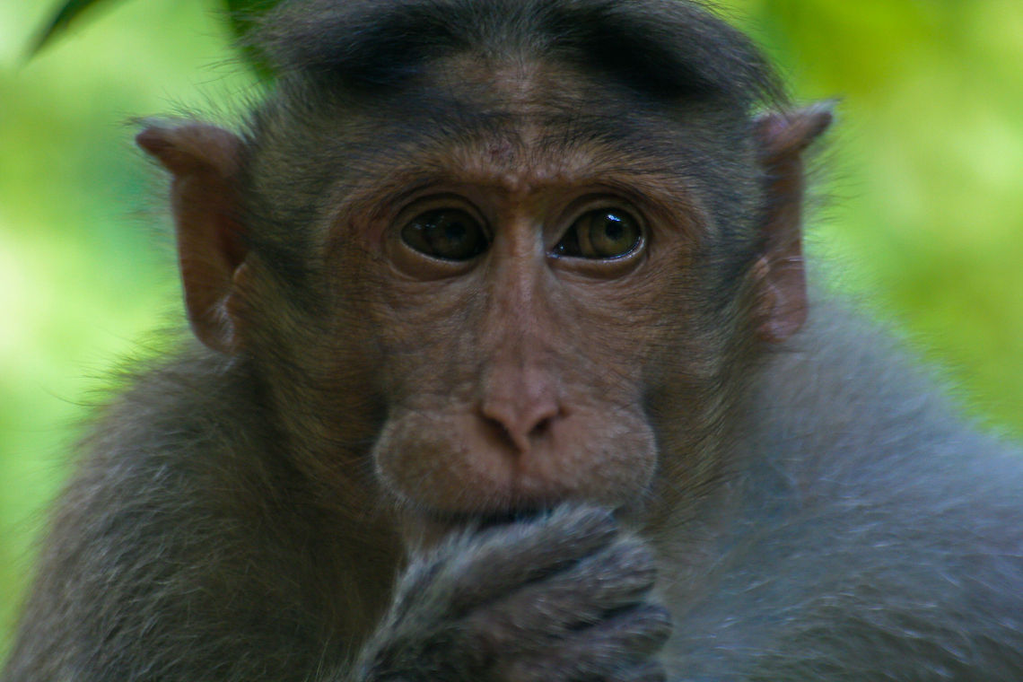 Closeup of a macaque This macaque was found sitting on a tree branch eating something in a park in Bangalore, India Asia,Bangalore,Crab-eating macaque,India,Macaca fascicularis,Macaque,Mammals